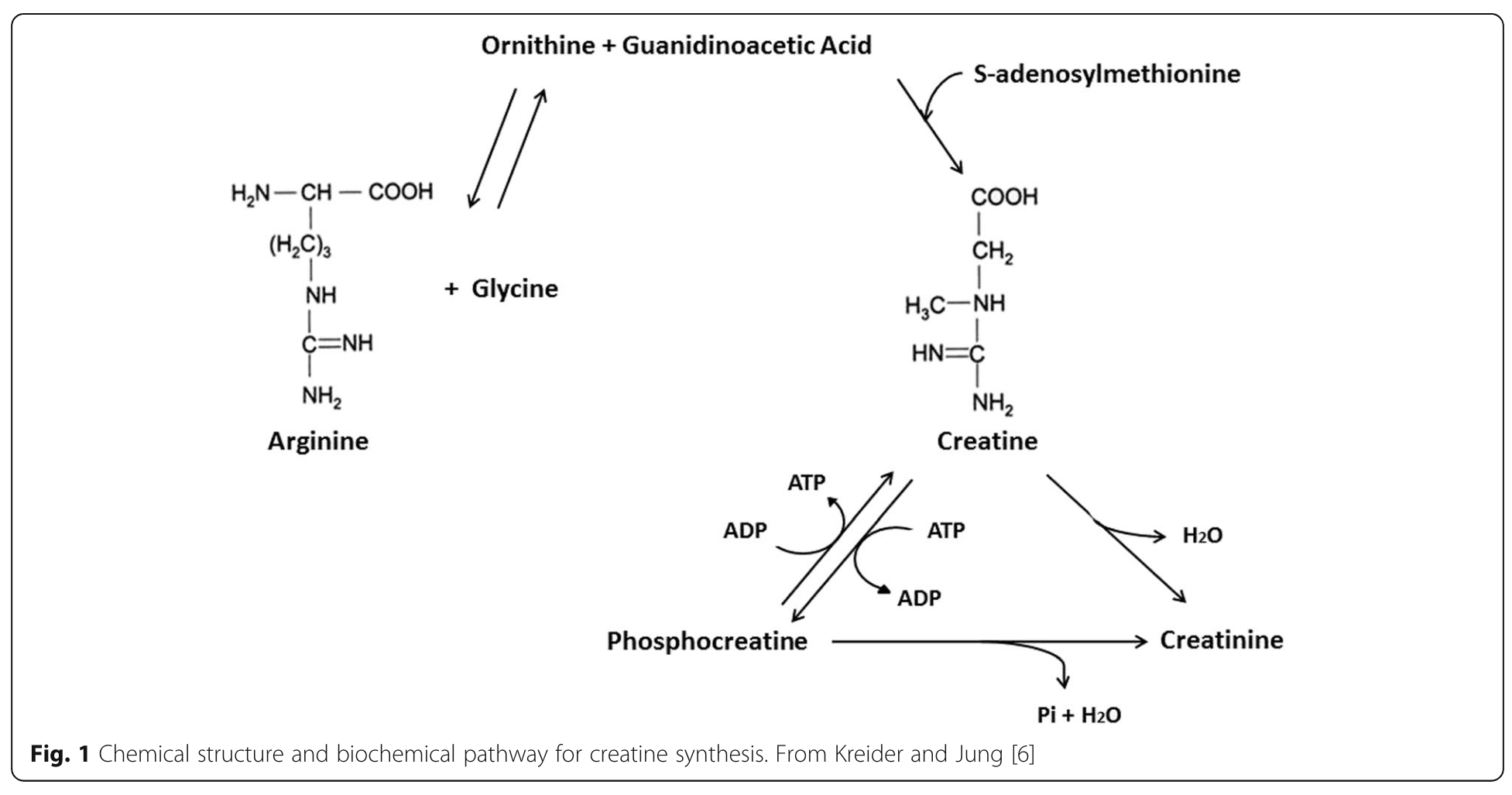 Creatine reactions - (Kreider 2017) - CC BY-SA 4.0